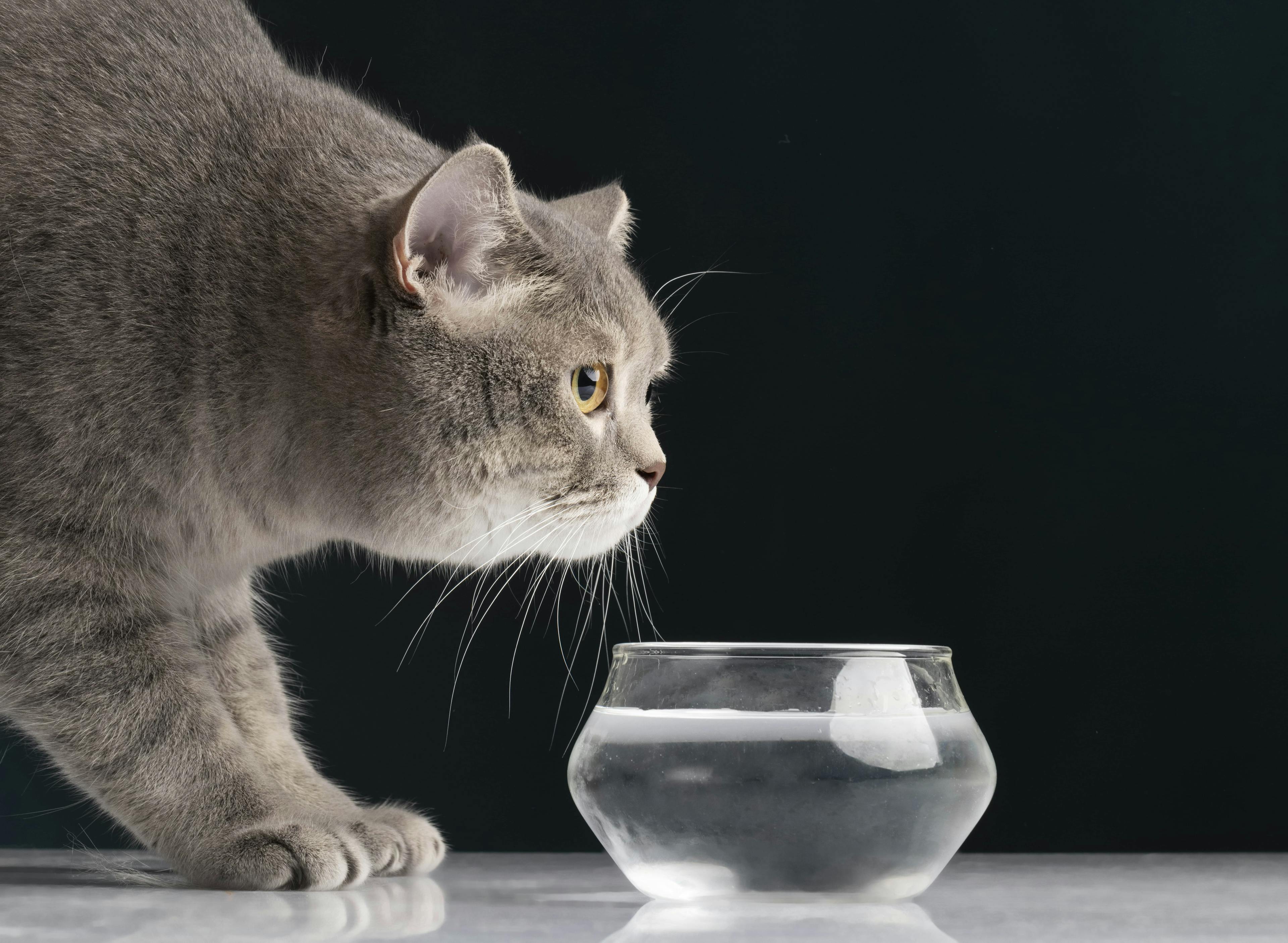 Kediler Günde Ne Kadar Su İçer? 