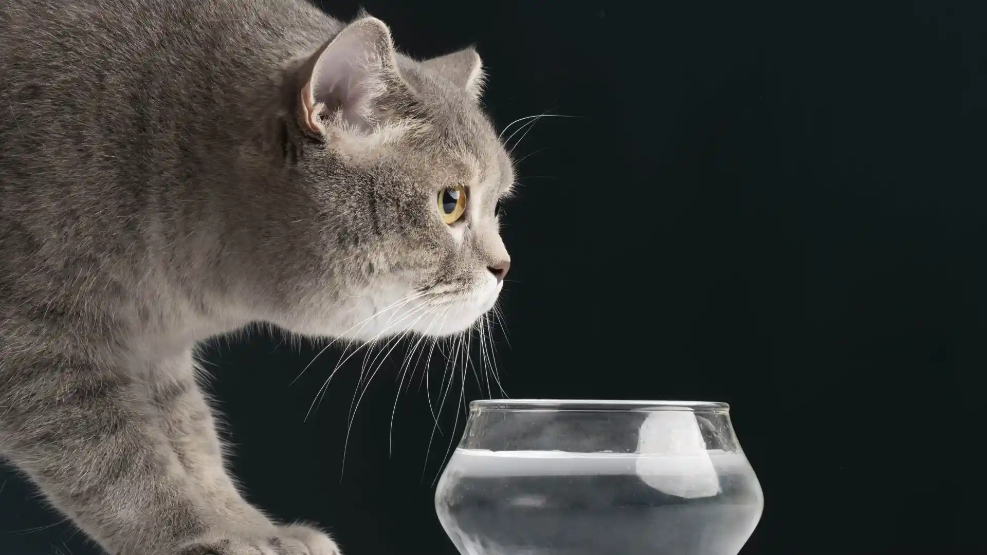 Kediler Günde Ne Kadar Su İçer?